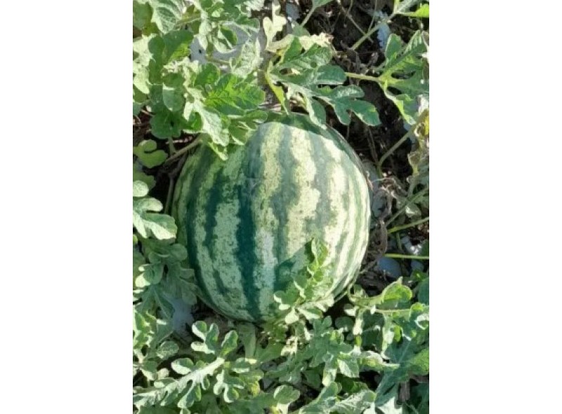 Флорида F1 - семена арбуза, 1000сем., Libra Seeds